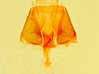 genitalia view of adult Parascotia fuliginaria