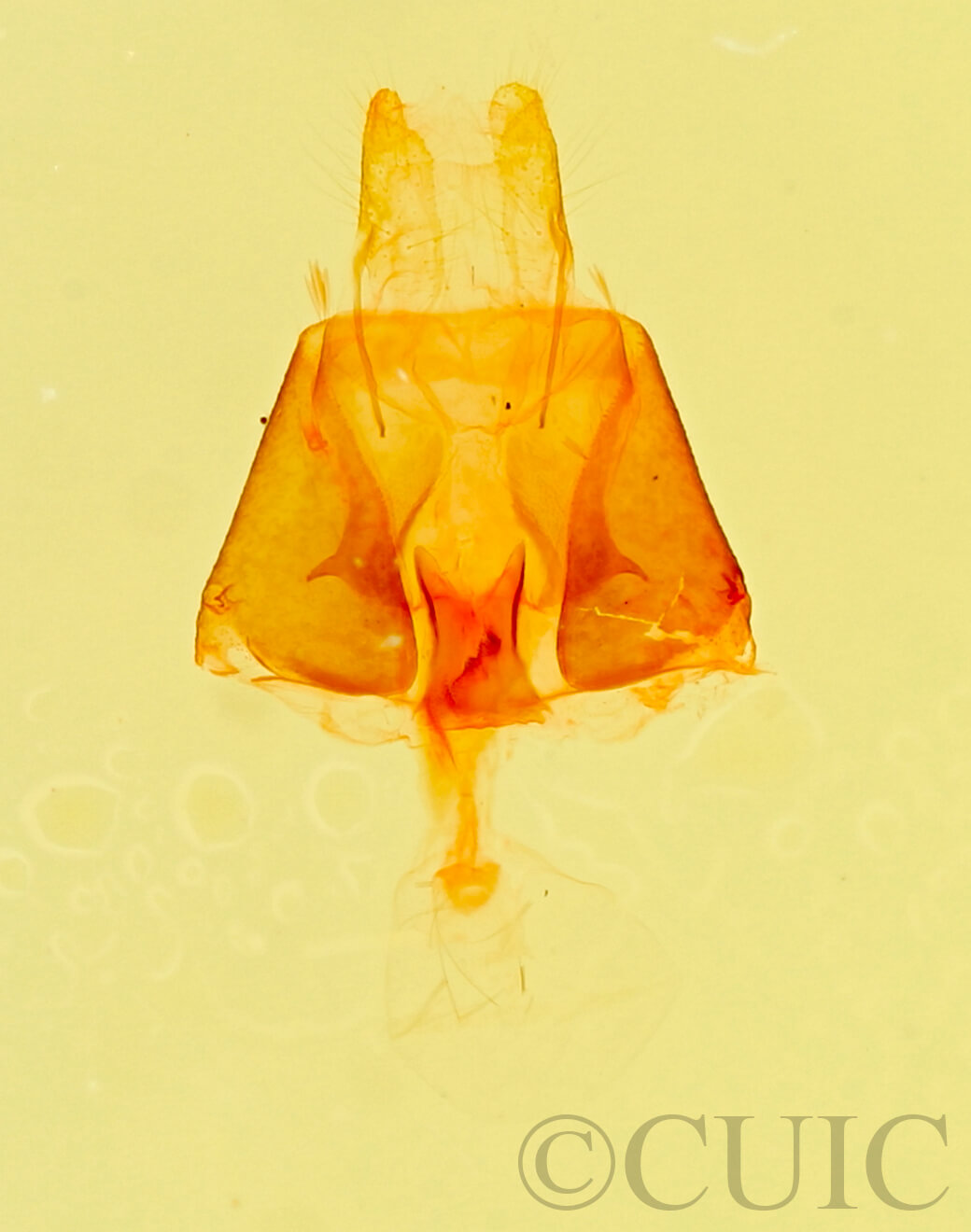 genitalia view of adult Parascotia fuliginaria