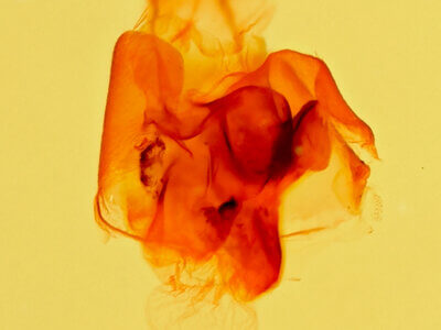 genitalia view of adult Mycterophora inexplicata