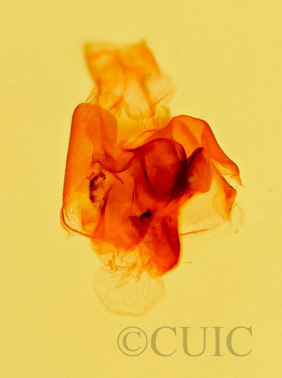 genitalia view of adult Mycterophora inexplicata