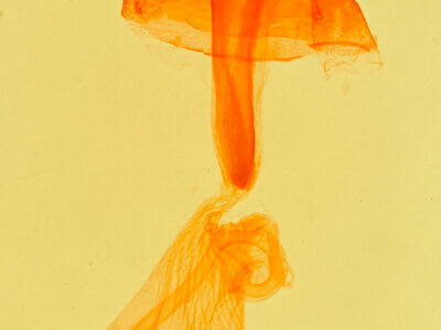 genitalia view of adult Idia sp.