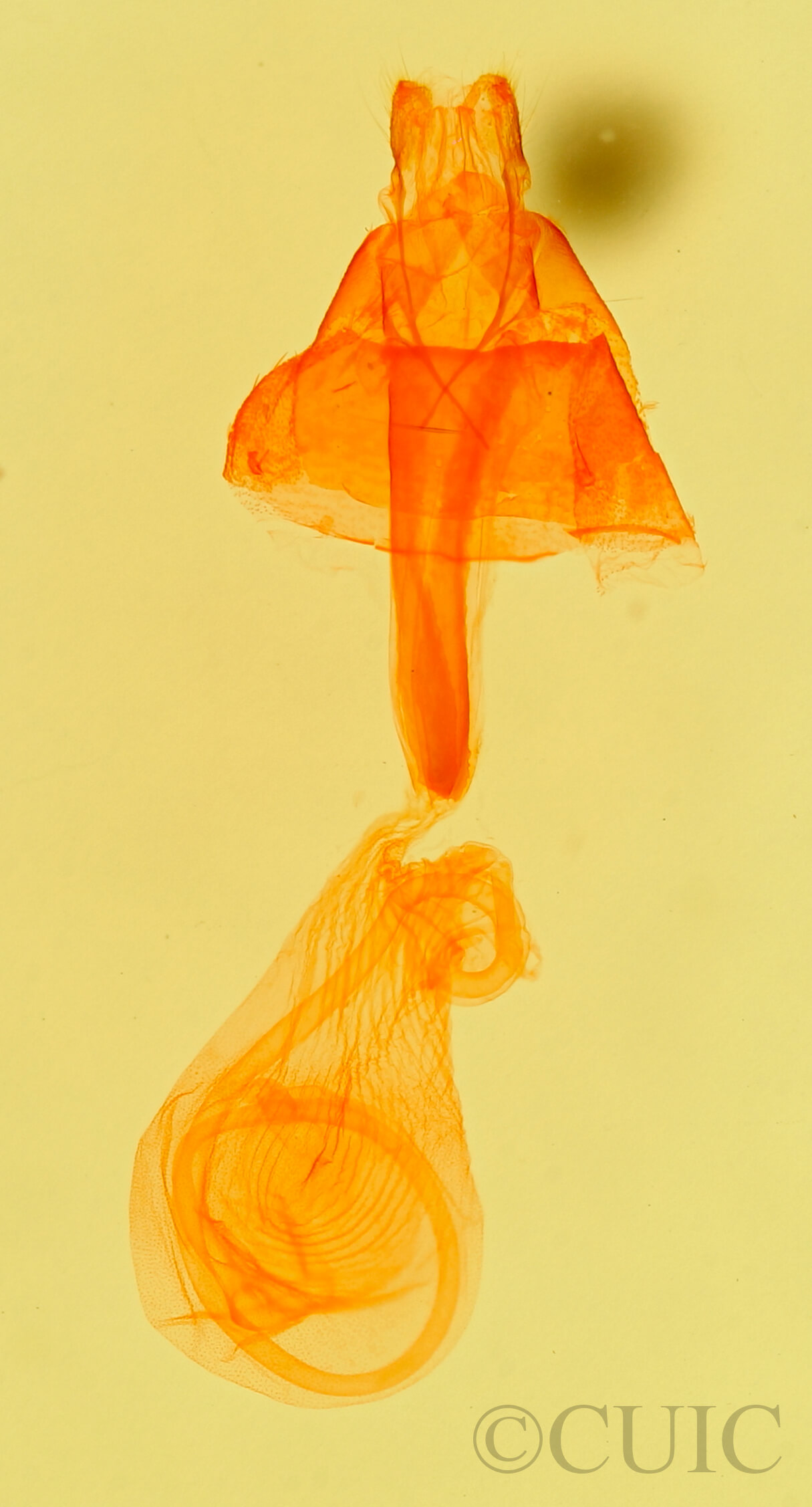 genitalia view of adult Idia sp.