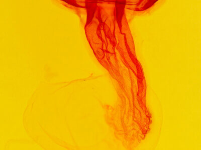 genitalia view of adult Hexorthodes citeria