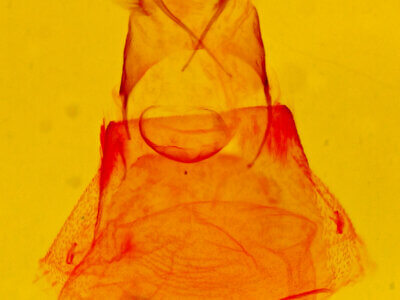 genitalia view of adult Allerastria sp.