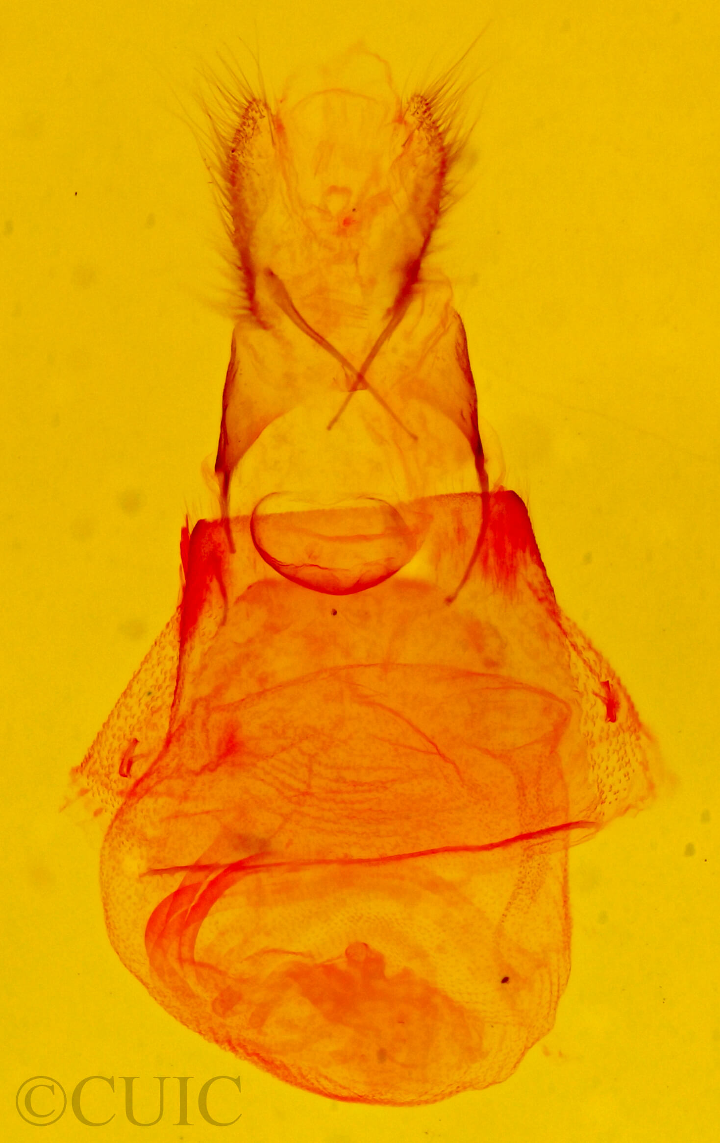 genitalia view of adult Allerastria sp.