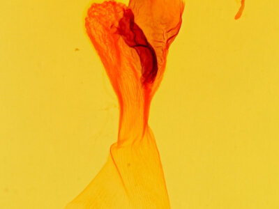 genitalia view of adult Eucirrhoedia pampina