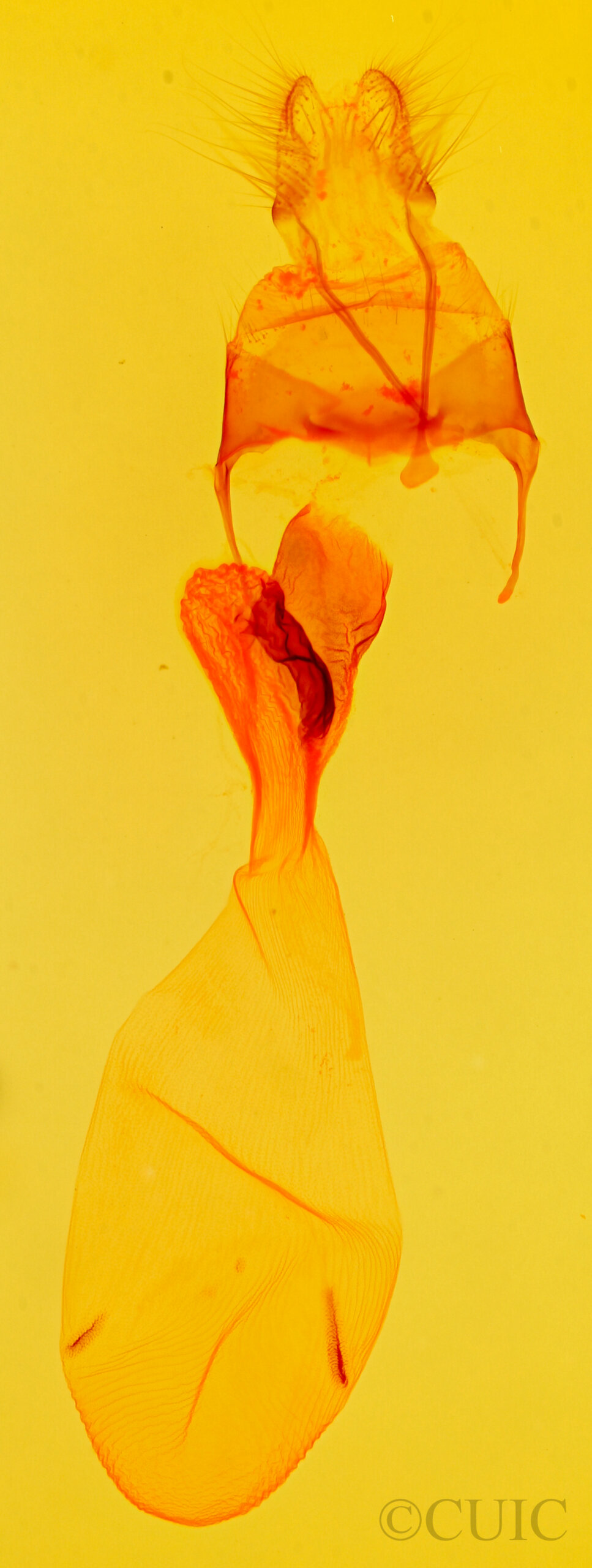 genitalia view of adult Eucirrhoedia pampina