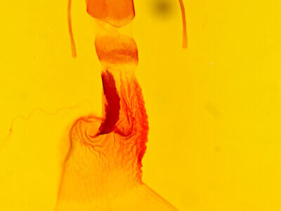 genitalia view of adult Mesogona acetosellae