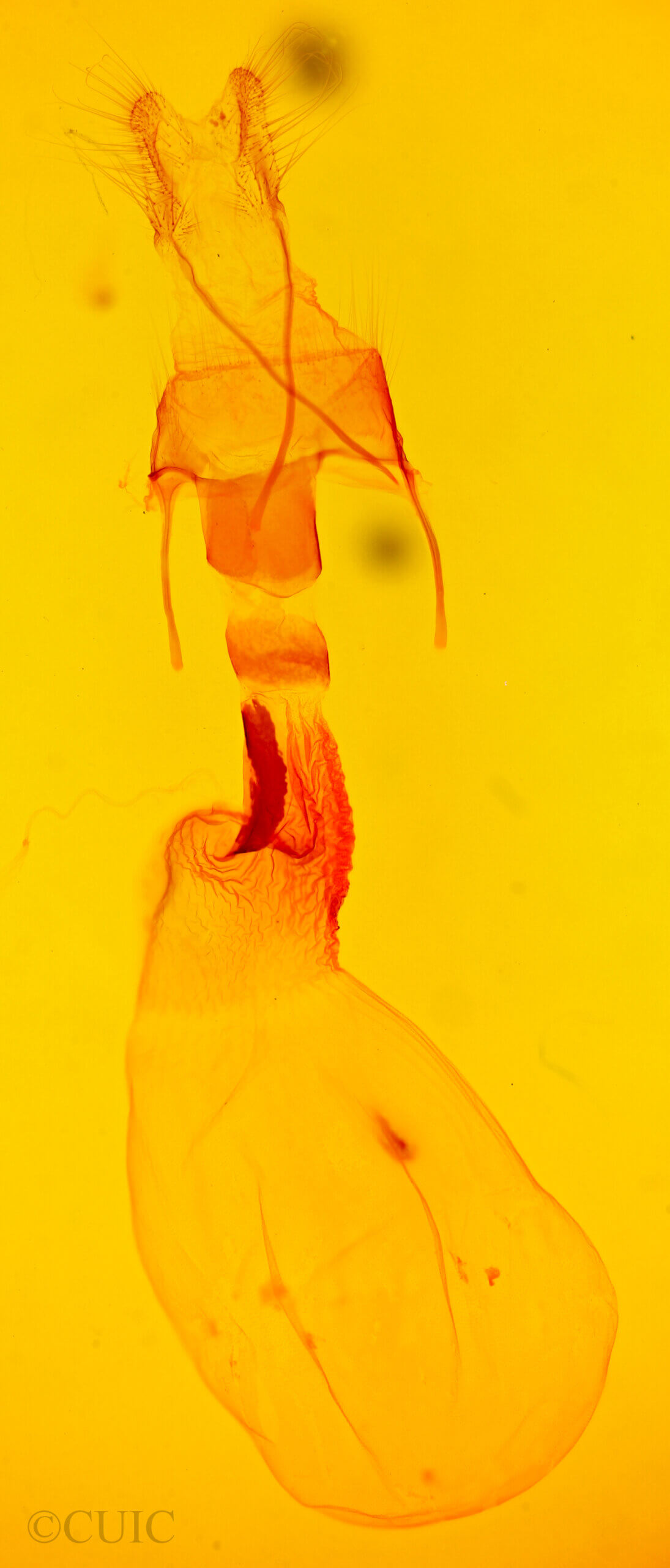 genitalia view of adult Mesogona acetosellae