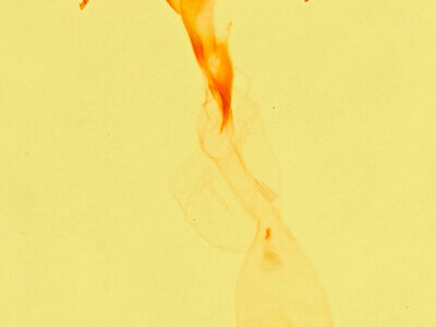 genitalia view of adult Meganola minuscula