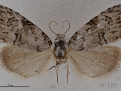 dorsal view of adult Meganola minuscula