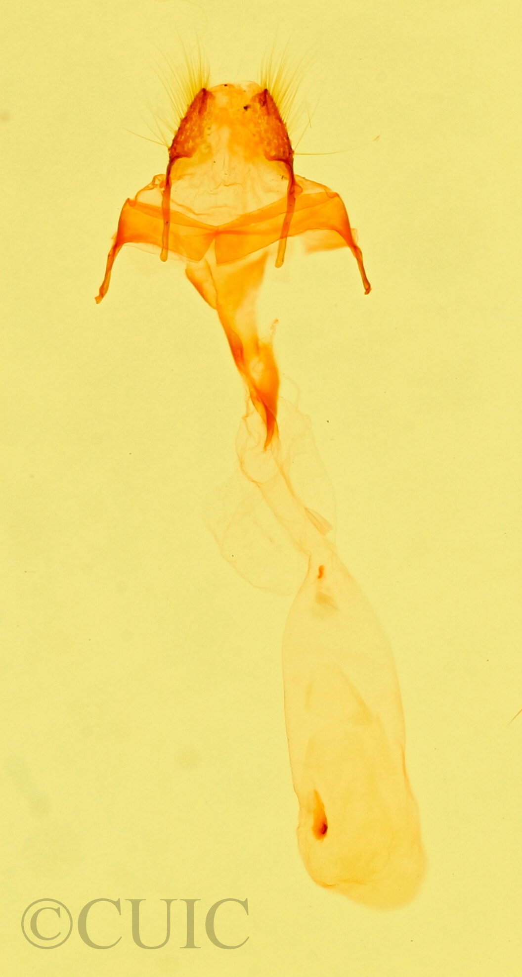 genitalia view of adult Meganola minuscula