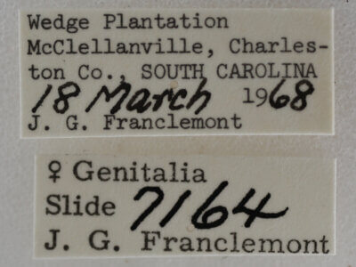 label view of adult Meganola minuscula