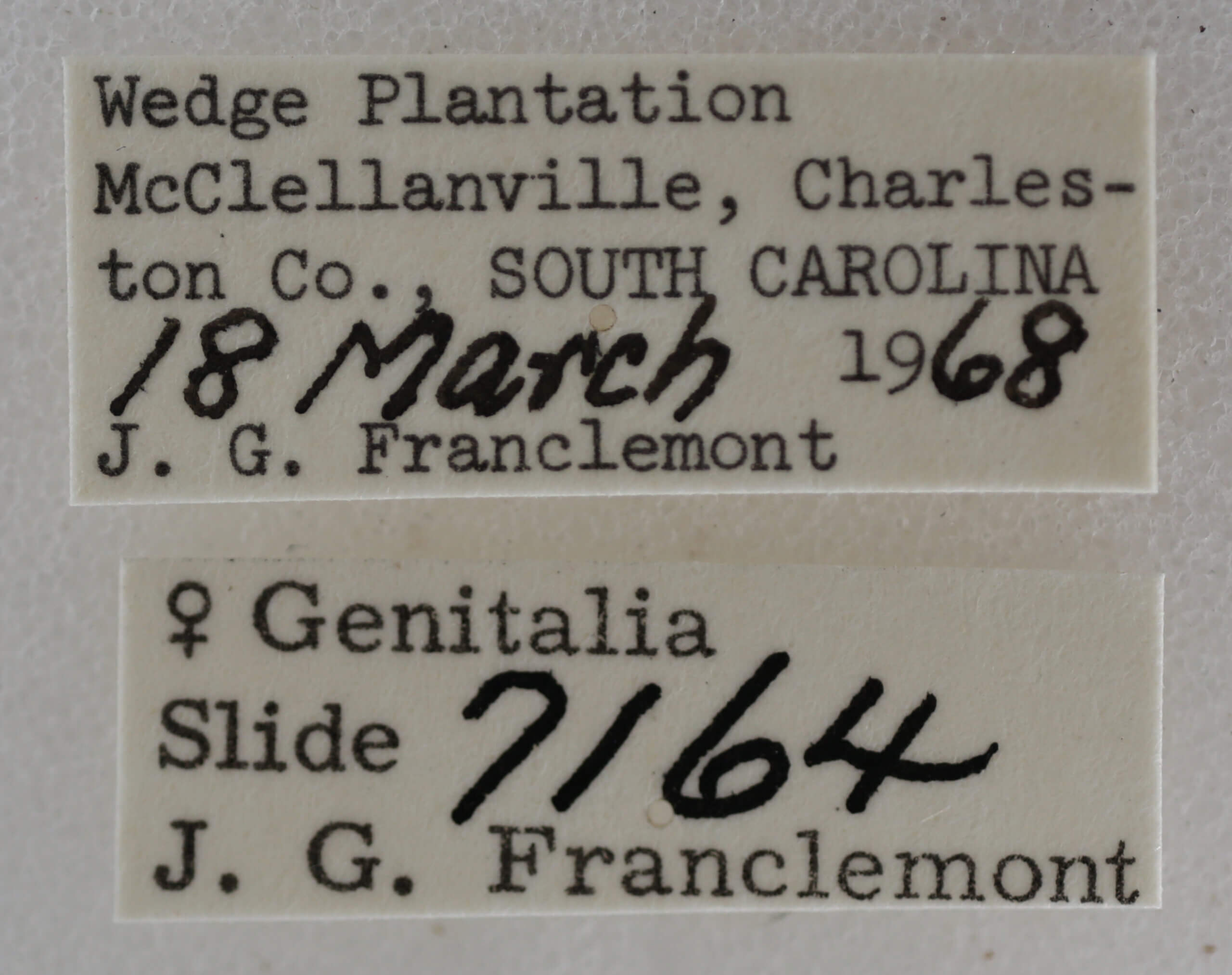 label view of adult Meganola minuscula