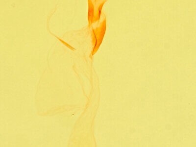 genitalia view of adult Meganola minuscula