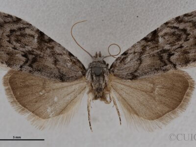 dorsal view of adult Meganola minuscula