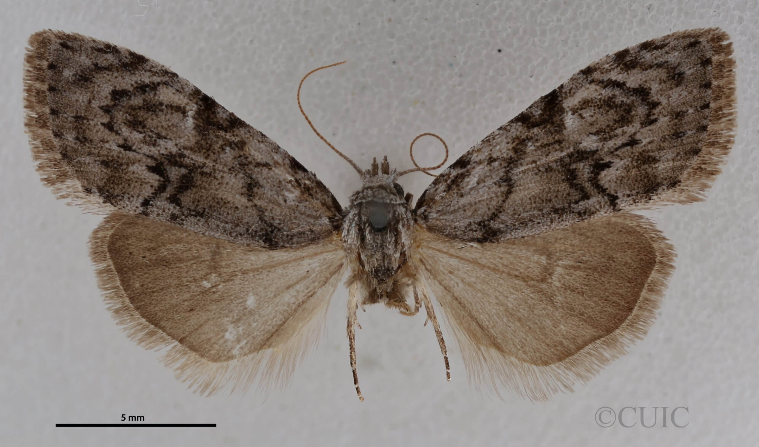 dorsal view of adult Meganola minuscula