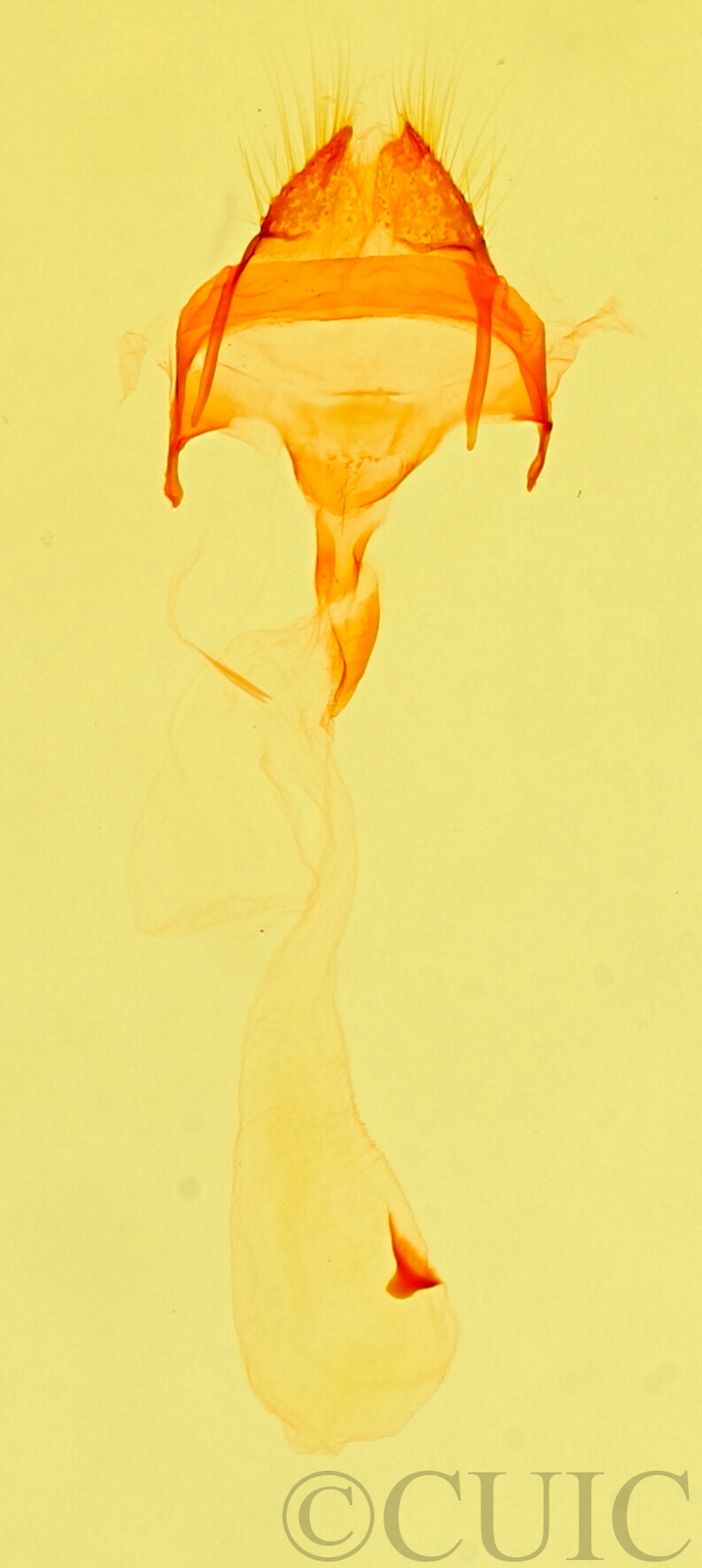 genitalia view of adult Meganola minuscula