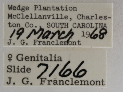 label view of adult Meganola minuscula