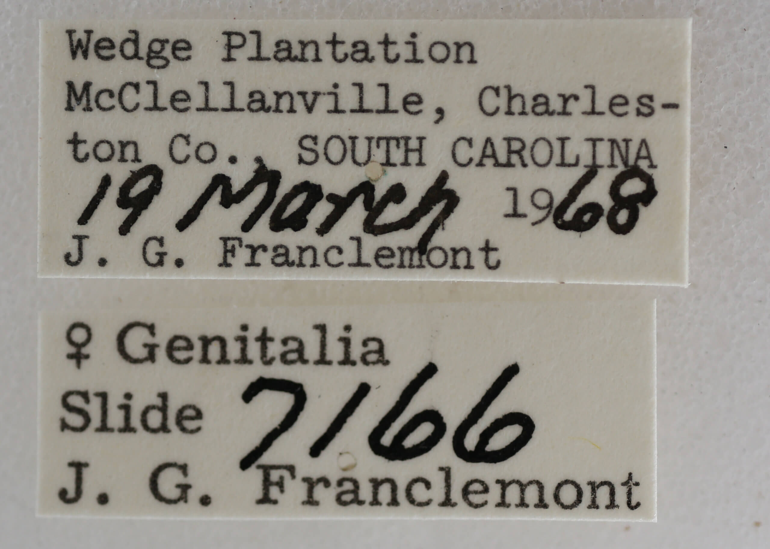 label view of adult Meganola minuscula