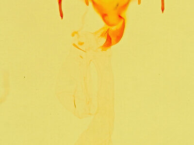 genitalia view of adult Meganola sp.