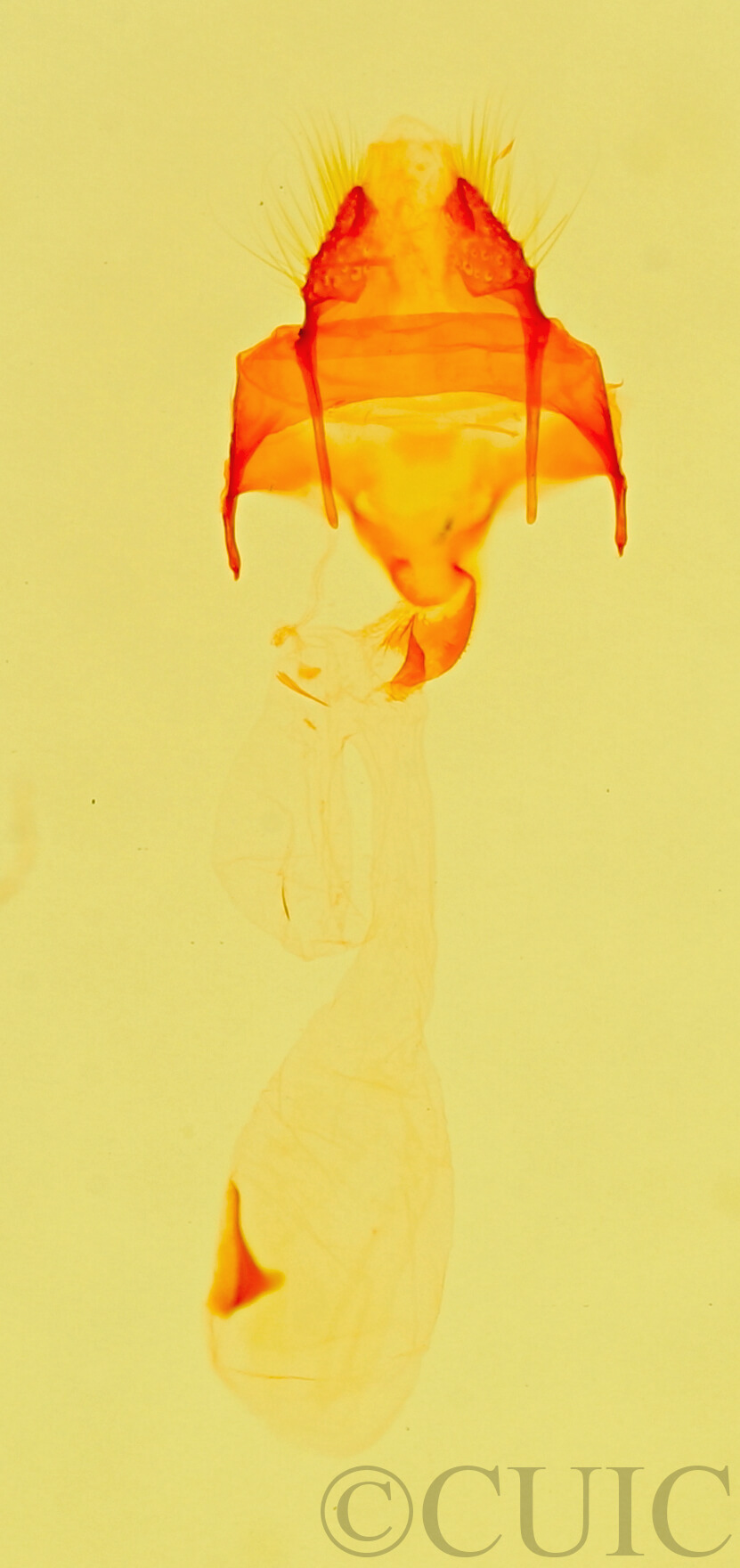 genitalia view of adult Meganola sp.