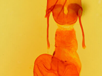 genitalia view of adult Protoperigea sp.