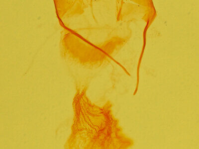 genitalia view of adult Exyra fax