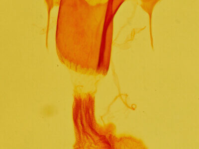 genitalia view of adult Exyra ridingsii