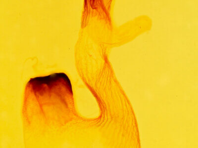 genitalia view of adult Syngrapha sp.