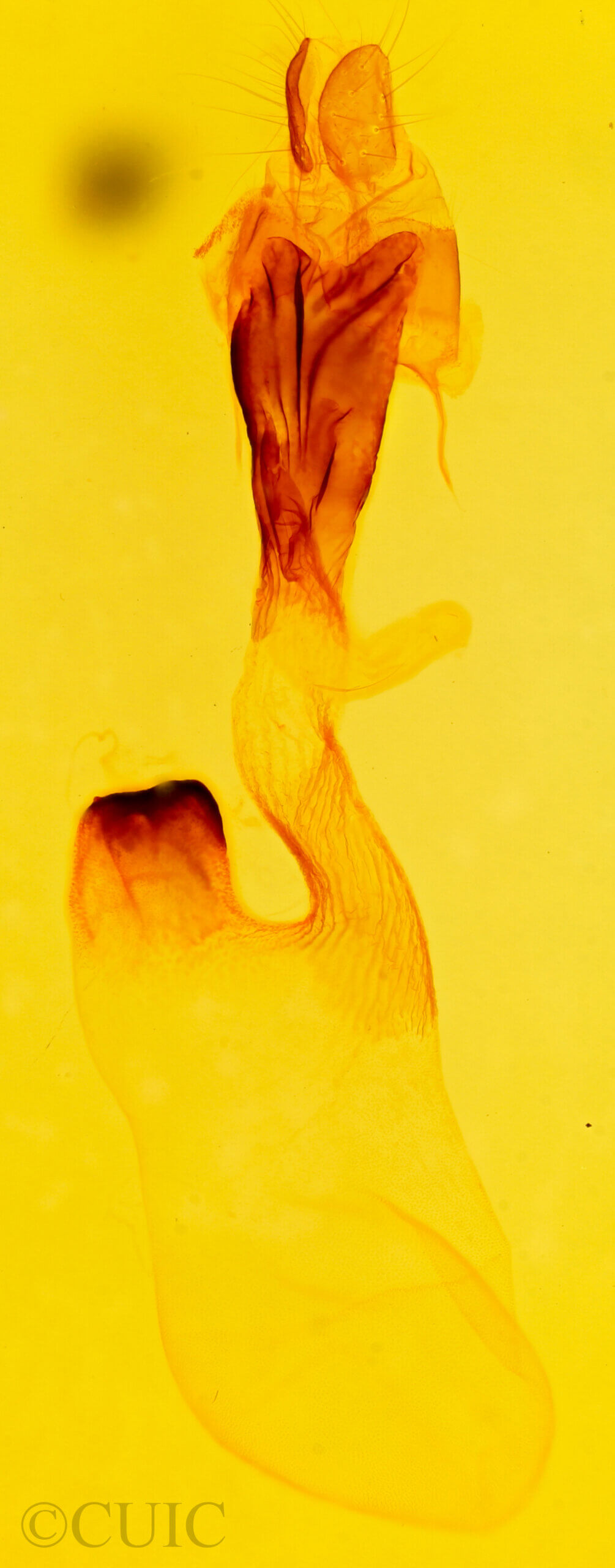 genitalia view of adult Syngrapha sp.