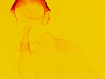 genitalia view of adult Acronicta tota