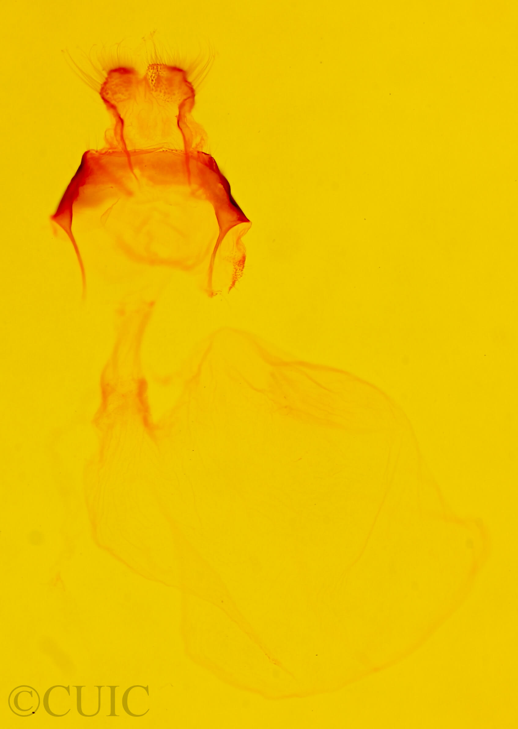 genitalia view of adult Acronicta tota