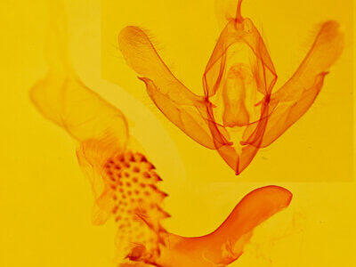 genitalia view of adult Acronicta mansueta