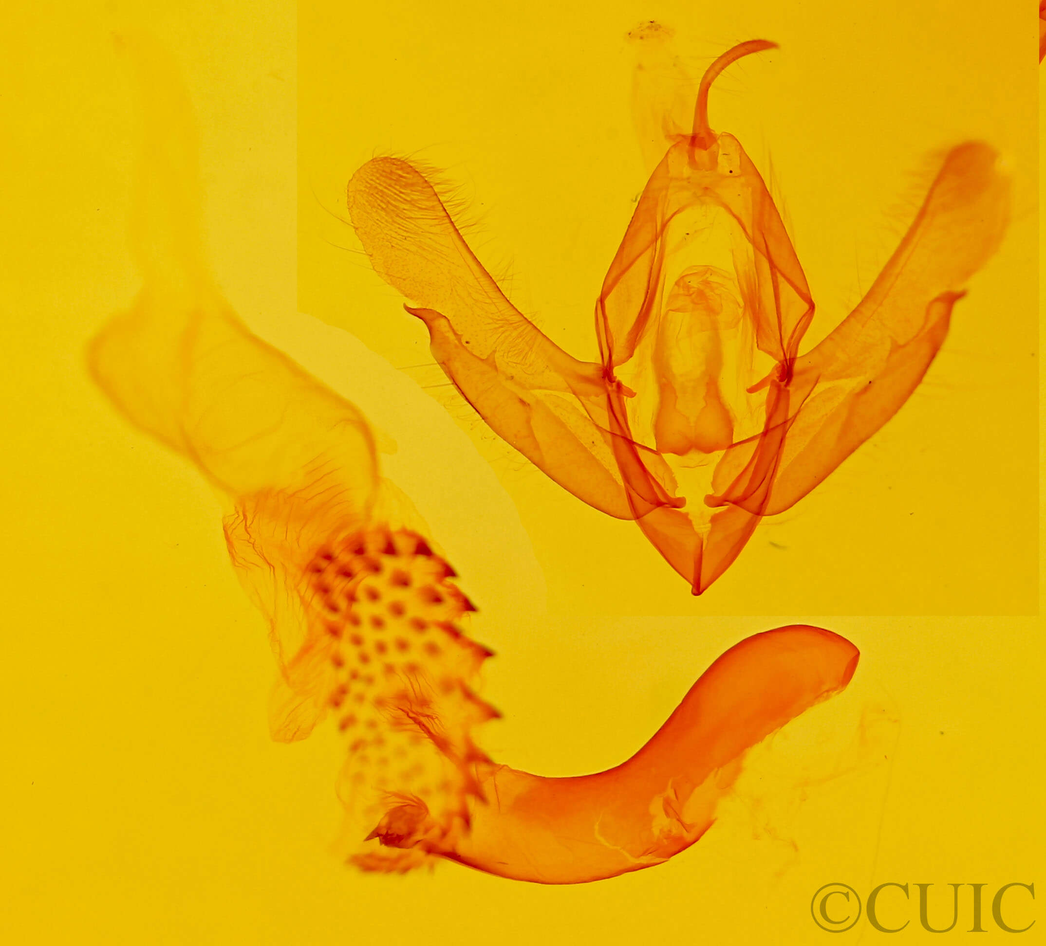 genitalia view of adult Acronicta mansueta