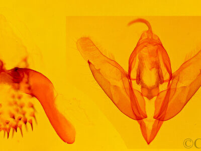 genitalia view of adult Acronicta grisea