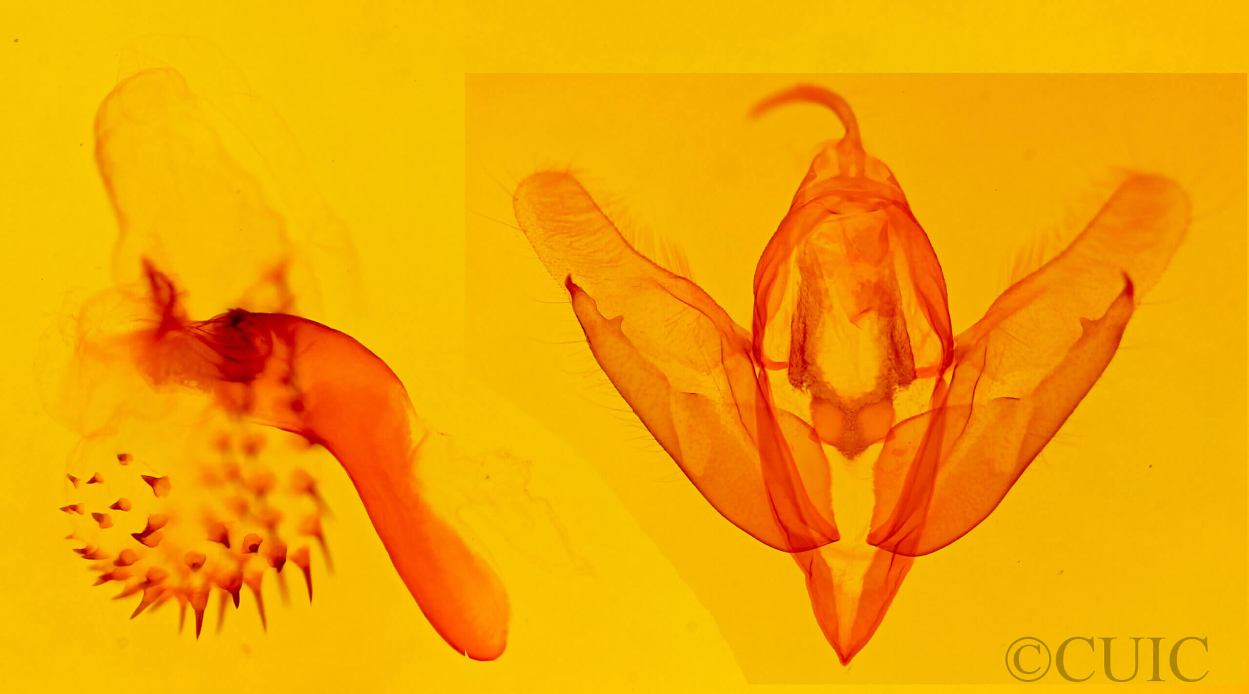 genitalia view of adult Acronicta grisea