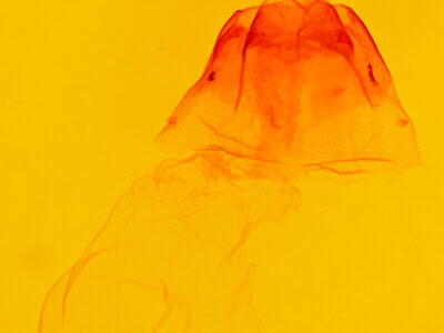 genitalia view of adult Acronicta grisea