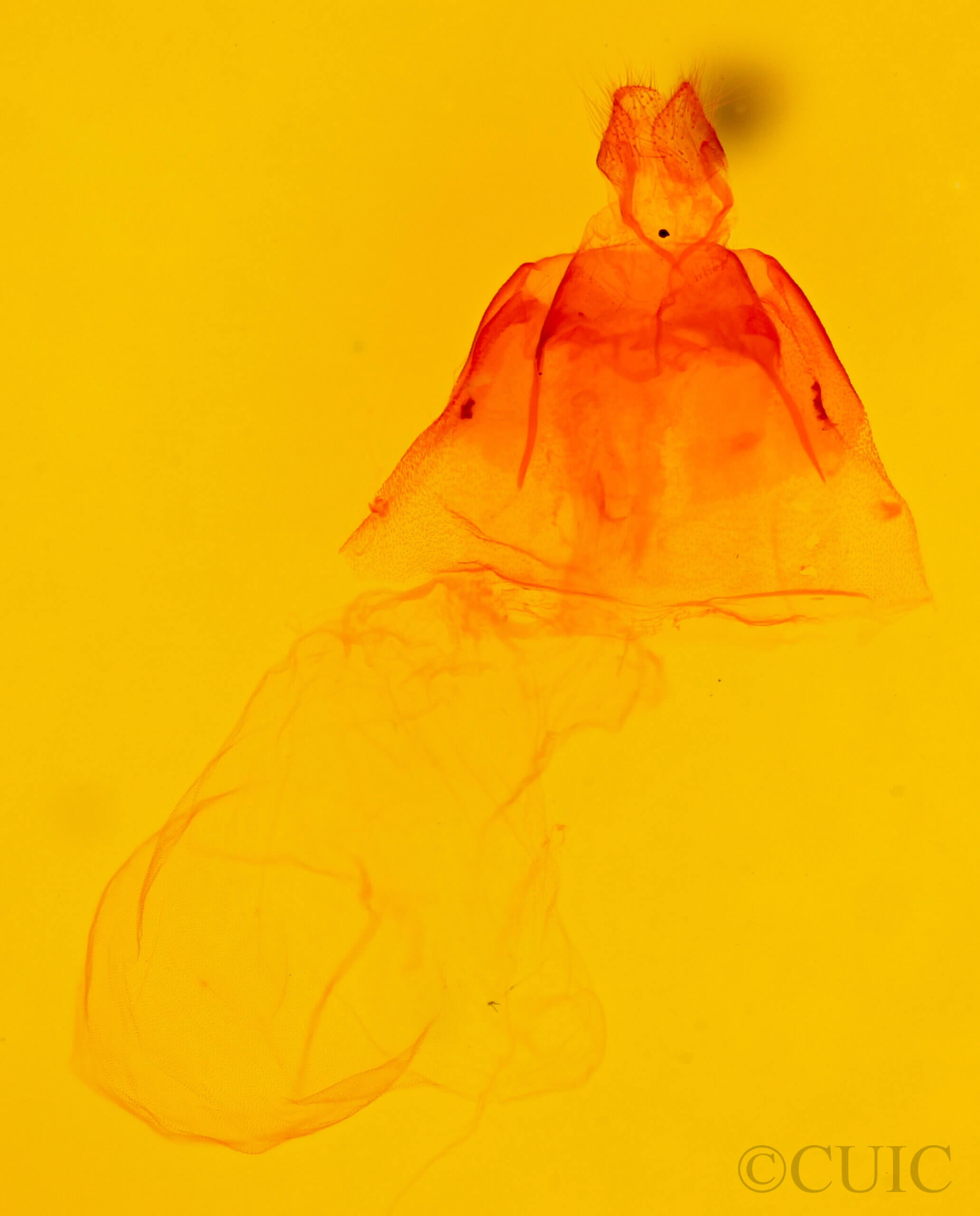 genitalia view of adult Acronicta grisea