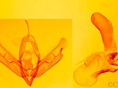 genitalia view of adult Acronicta strigulata