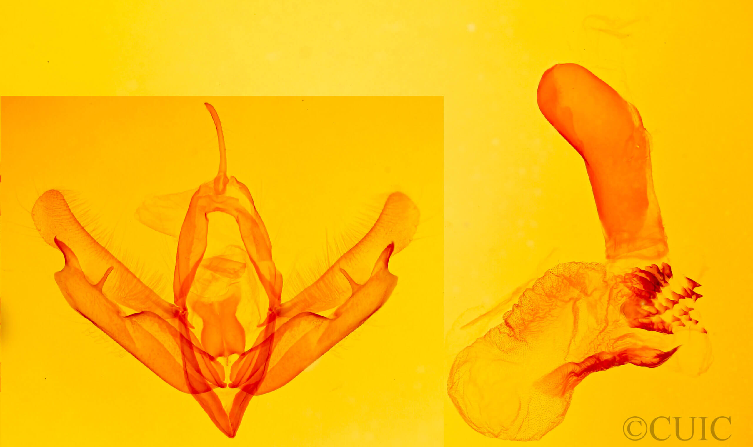 genitalia view of adult Acronicta strigulata