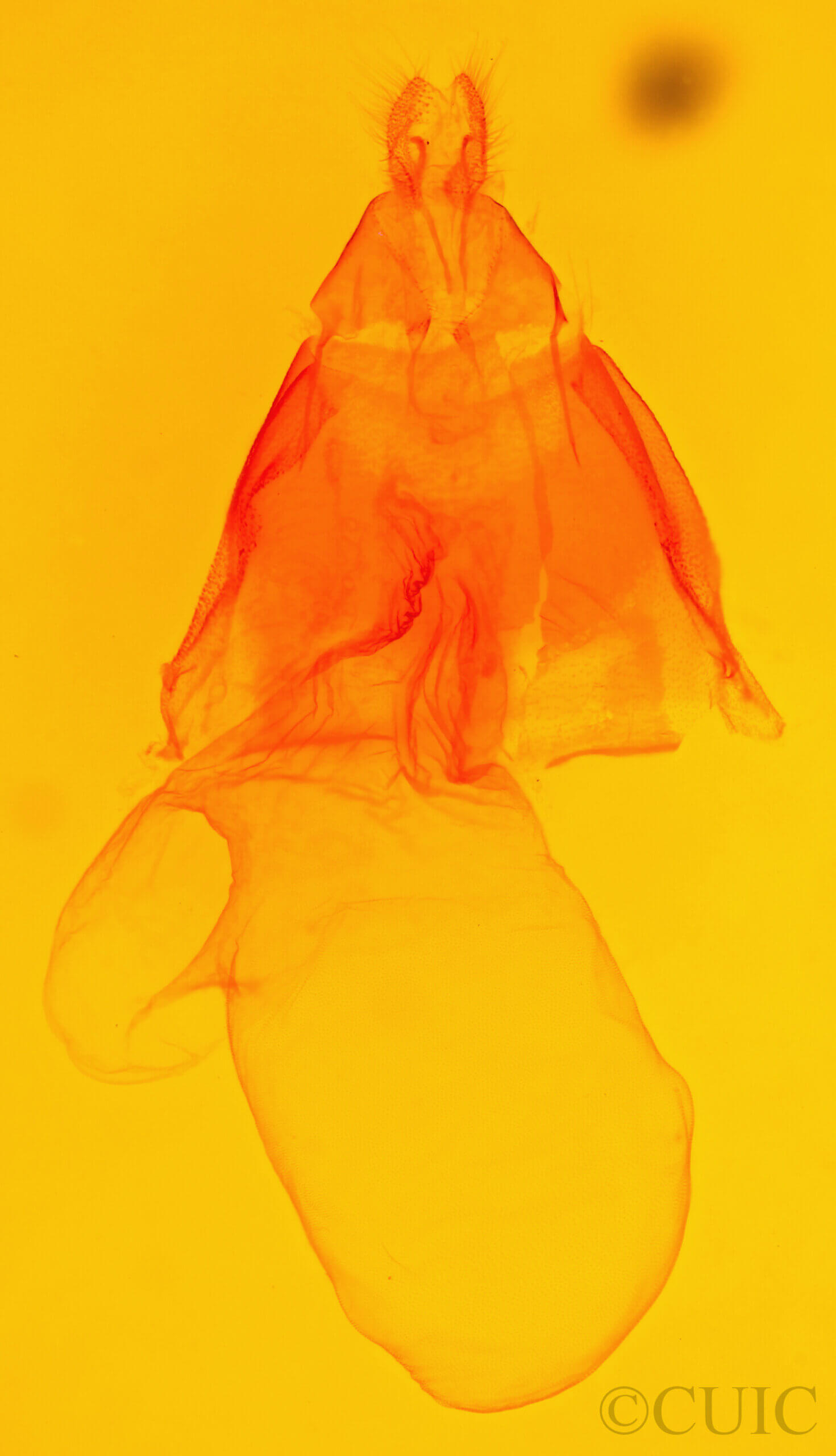 genitalia view of adult Acronicta strigulata