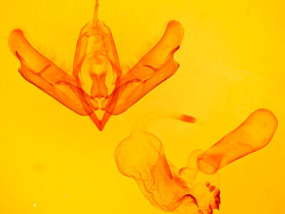 genitalia view of adult Acronicta thoracica