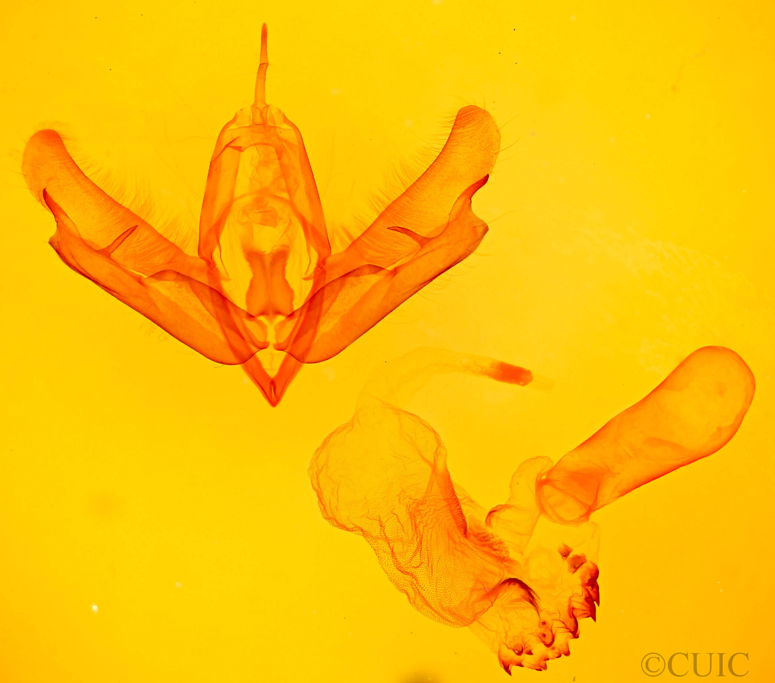 genitalia view of adult Acronicta thoracica