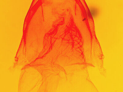 genitalia view of adult Acronicta thoracica