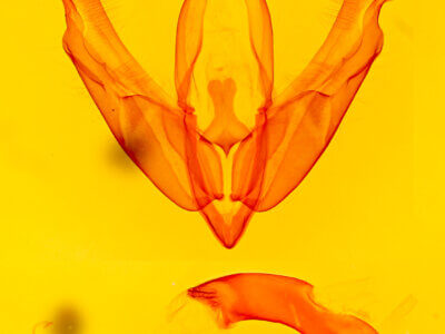 genitalia view of adult Acronicta laetifica