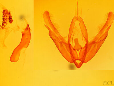 genitalia view of adult Acronicta laetifica