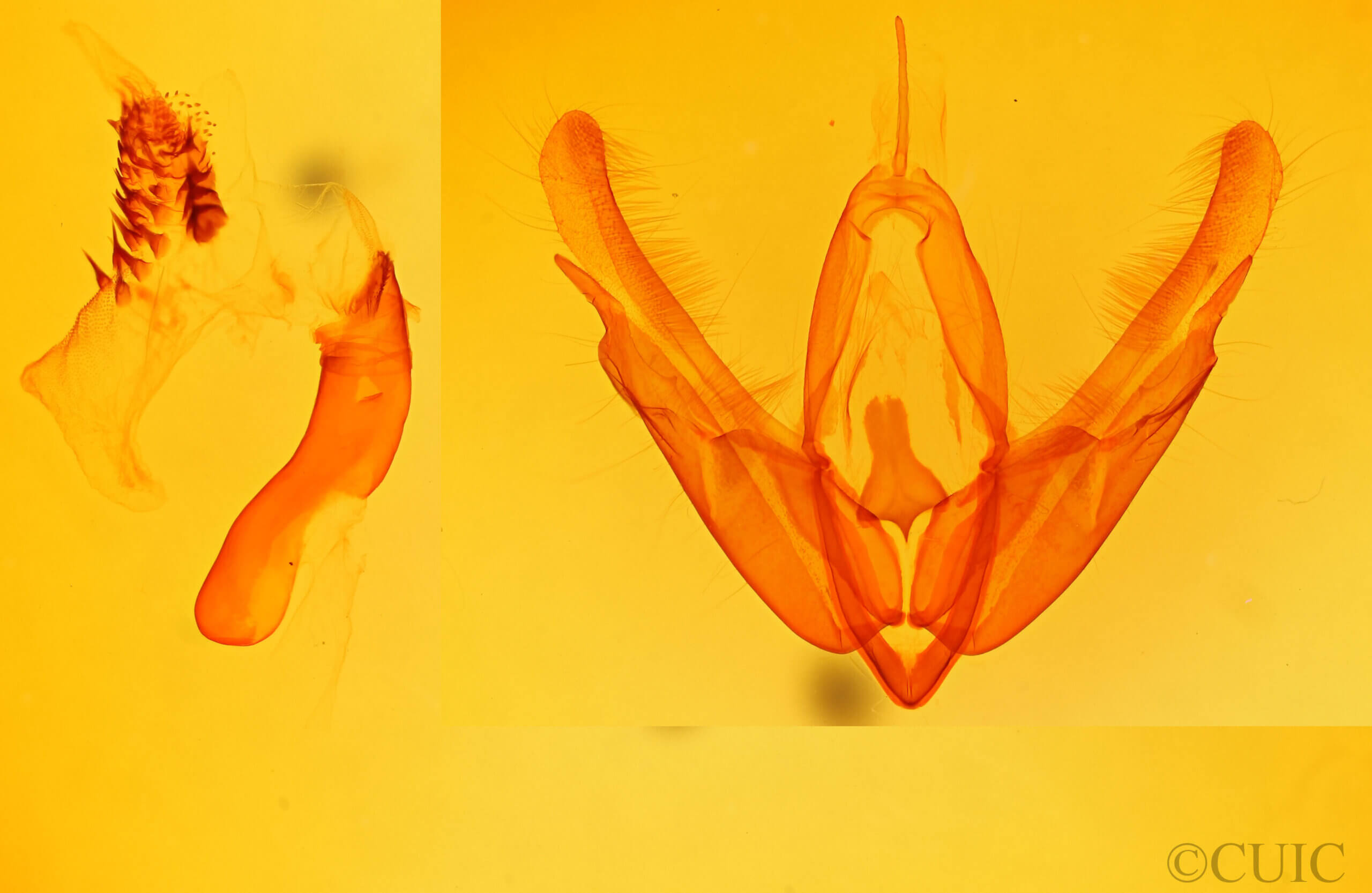 genitalia view of adult Acronicta laetifica