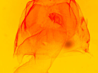 genitalia view of adult Acronicta laetifica