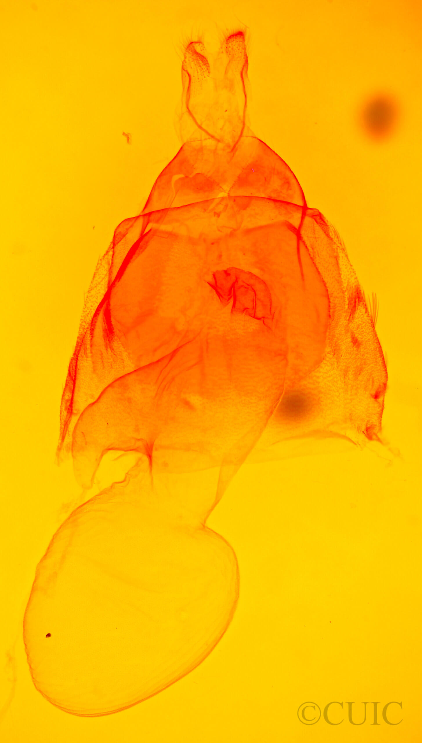 genitalia view of adult Acronicta laetifica